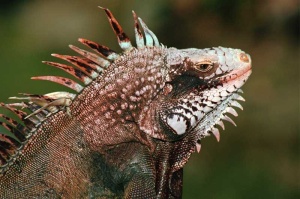 Tablou Iguana
