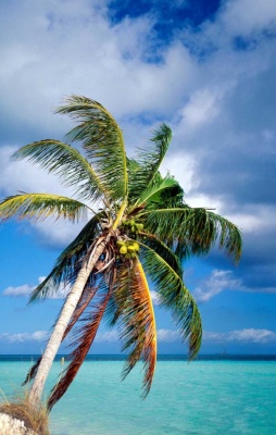 Tablou Paradisul Tropical