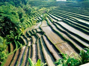 Tablou Peisaj Asia