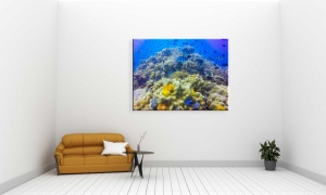 Tablouri underwater - lumea acvatica