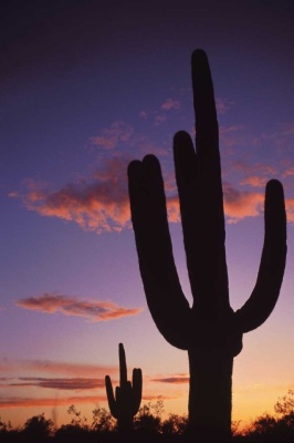 Tablou Cactus