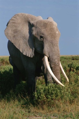 Tablou Elefant