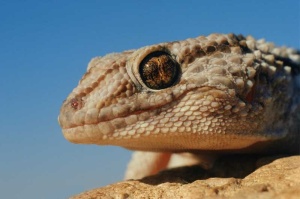 Tablou Iguana