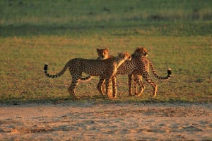 Tablou Leoparzi