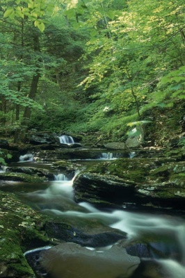 Tablou Natura