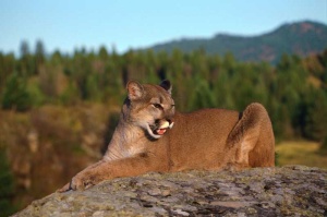 Tablou Puma