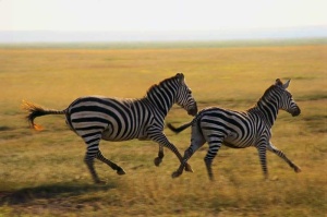 Tablou Zebre Alergand