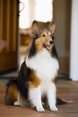 Tablou Caine Collie