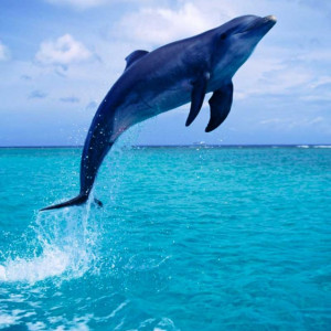 Tablou Delfin