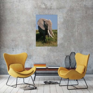 Tablou Elefant
