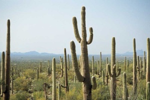 Tablou Cactusi