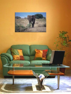 Tablou Elefant