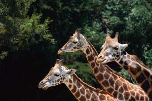 Tablou Girafe