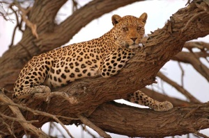 Tablou Leopard