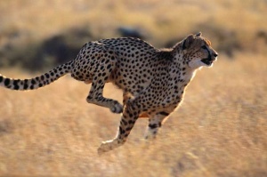 Tablou Leopard