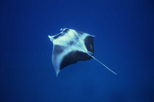Tablou Pisica de Mare