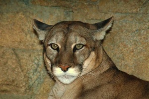Tablou Puma