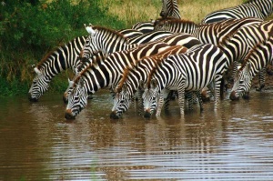 Tablou Zebre