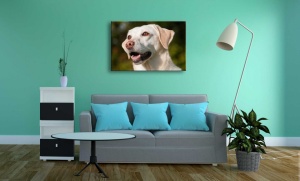 Tablouri animale portret inedit