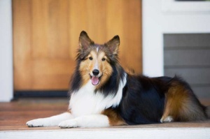 Tablou Caine Collie