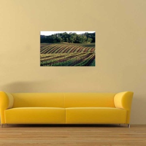 Tablou Cultura Agricola