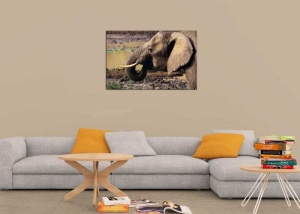 Tablou Elefant