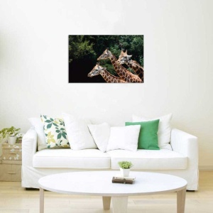 Tablou Girafe