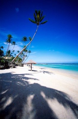 Tablou Paradisul Tropical
