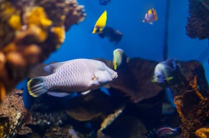 tablouri underwater - pesti