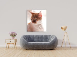 Tablou animale pisica melancolica