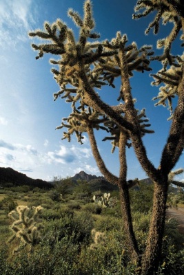 Tablou Cactusi