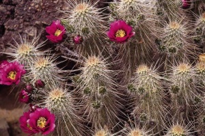 Tablou Cactus