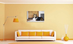 Tablou Caine Collie