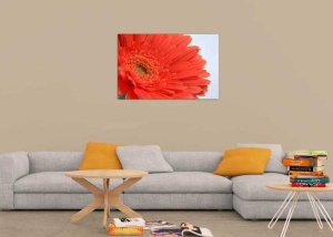 Tablou gerbera