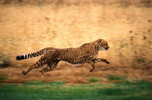 Tablou Leopard in actiune