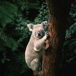 Tablou Urs Koala