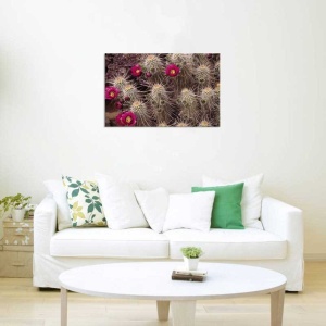 Tablou Cactus