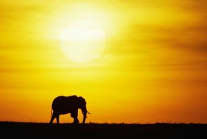 Tablou Elefant