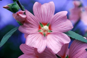 Tablou Floare
