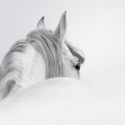 WHITE HORSE