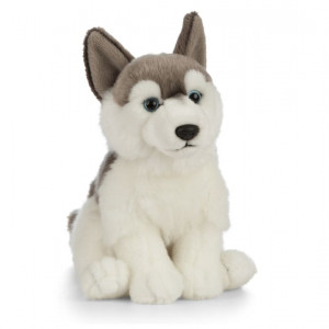 Catelus de plus Husky